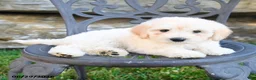 Mini Goldendoodle dogs for sale: Kayleen - Ad 4