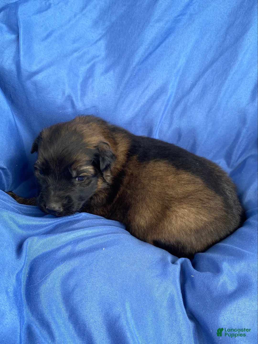 German Shepherd dogs for sale: German Shepherd Puppy 2 - Ad 2