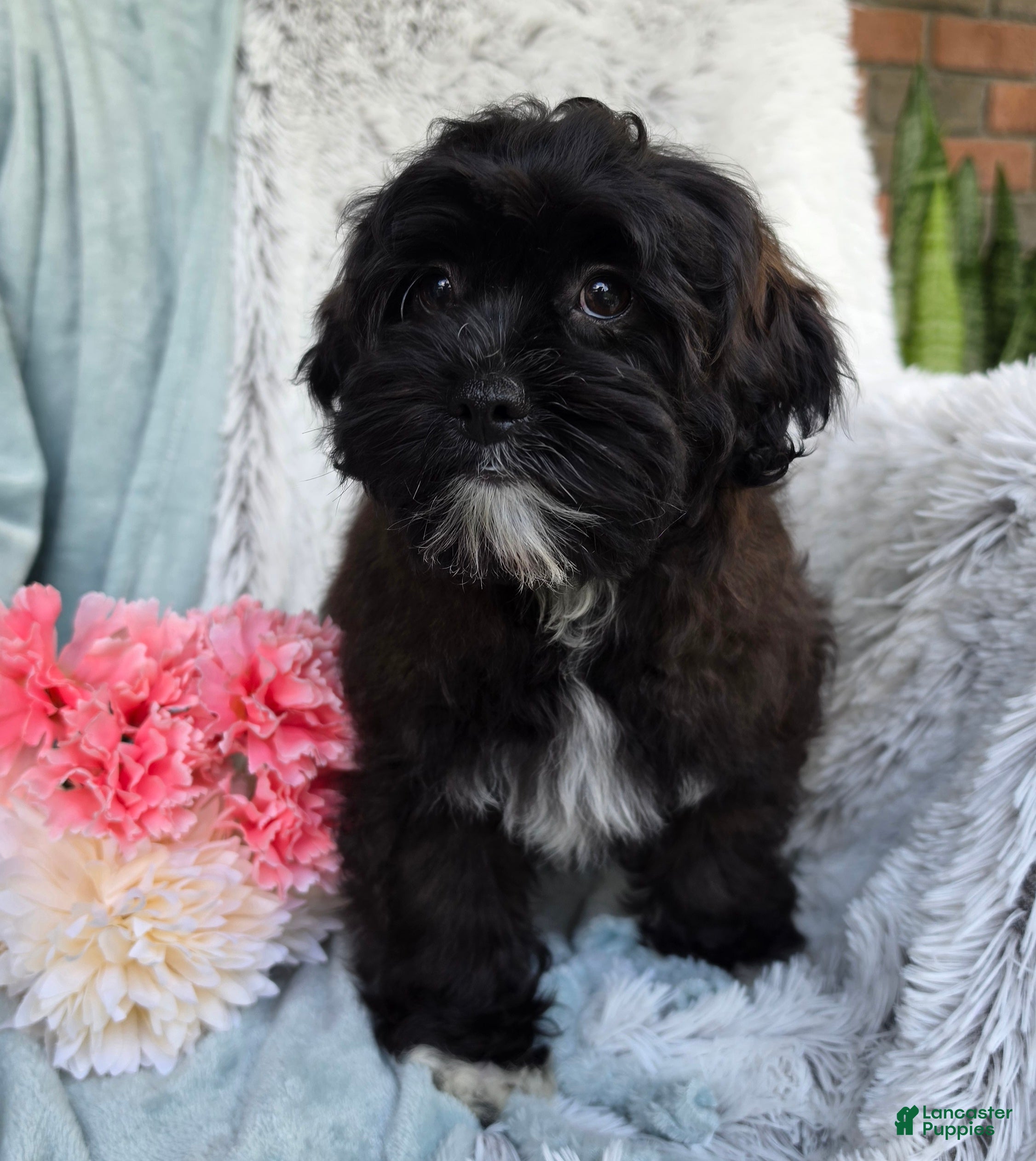 Shihpoo dogs Dawn - Ad 2