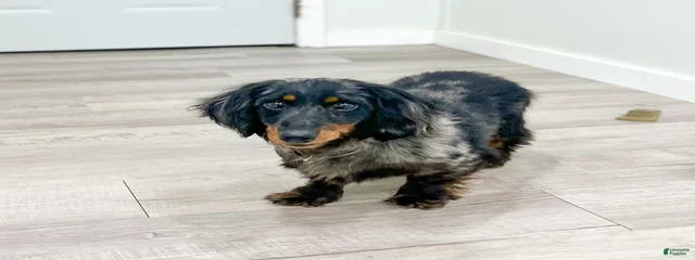 Oscar