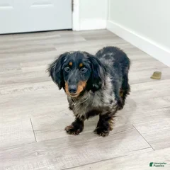 Oscar
