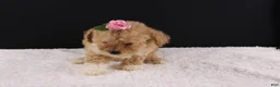 Shihpoo dogs for sale: Piper - Ad 2