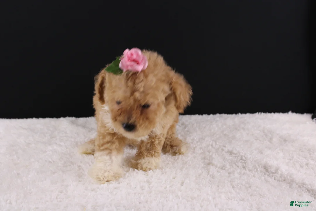 Shihpoo dogs for sale: Piper - Ad 2