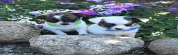 Chihuahua dogs for sale: Dash - Ad 5