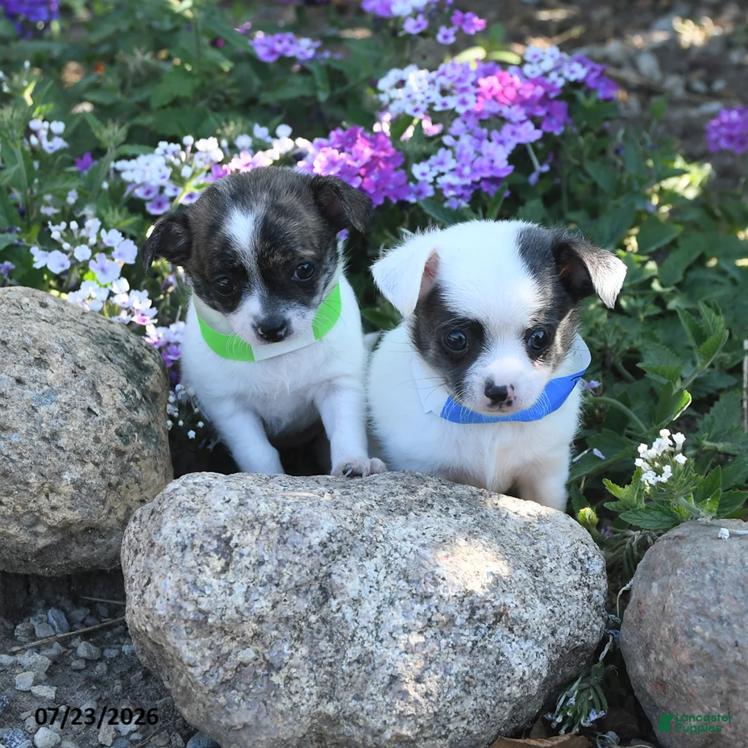 Chihuahua dogs for sale: Dash - Ad 5