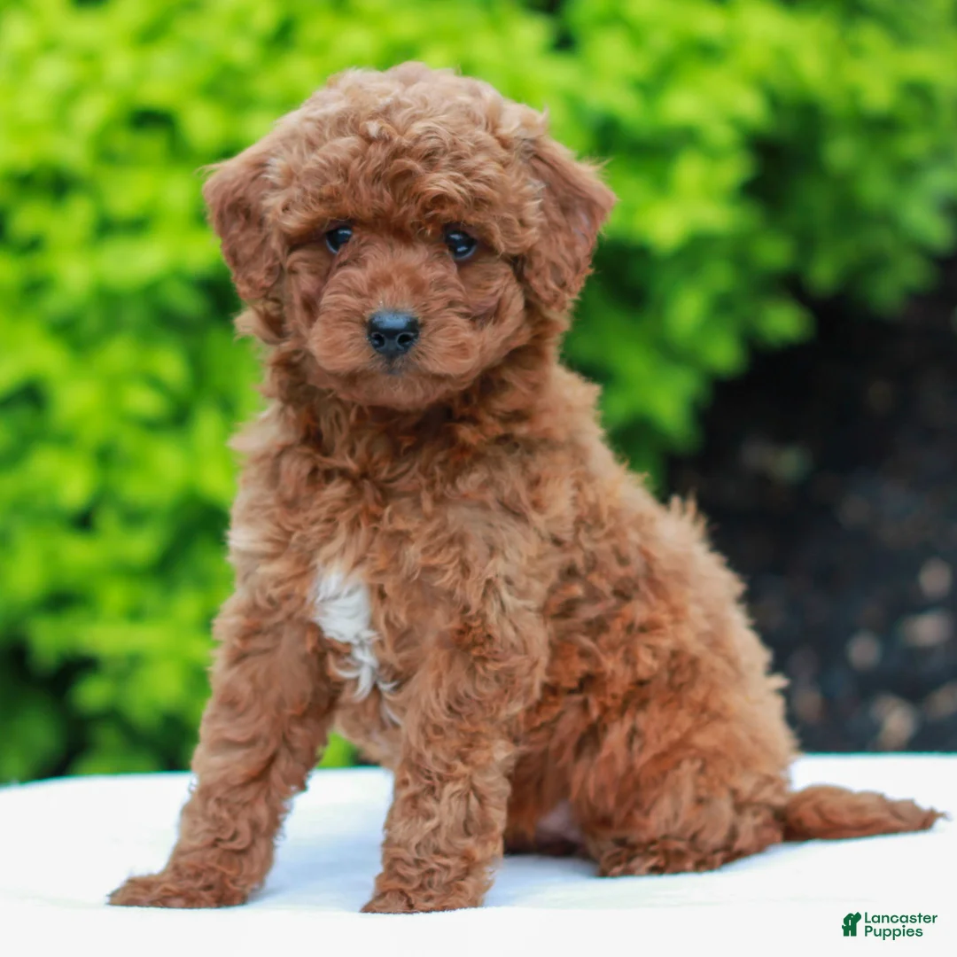 Mini Goldendoodle dogs for sale: Willow  - Ad 2