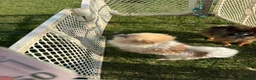 Pomeranian dogs for sale: Bambi - Ad 6