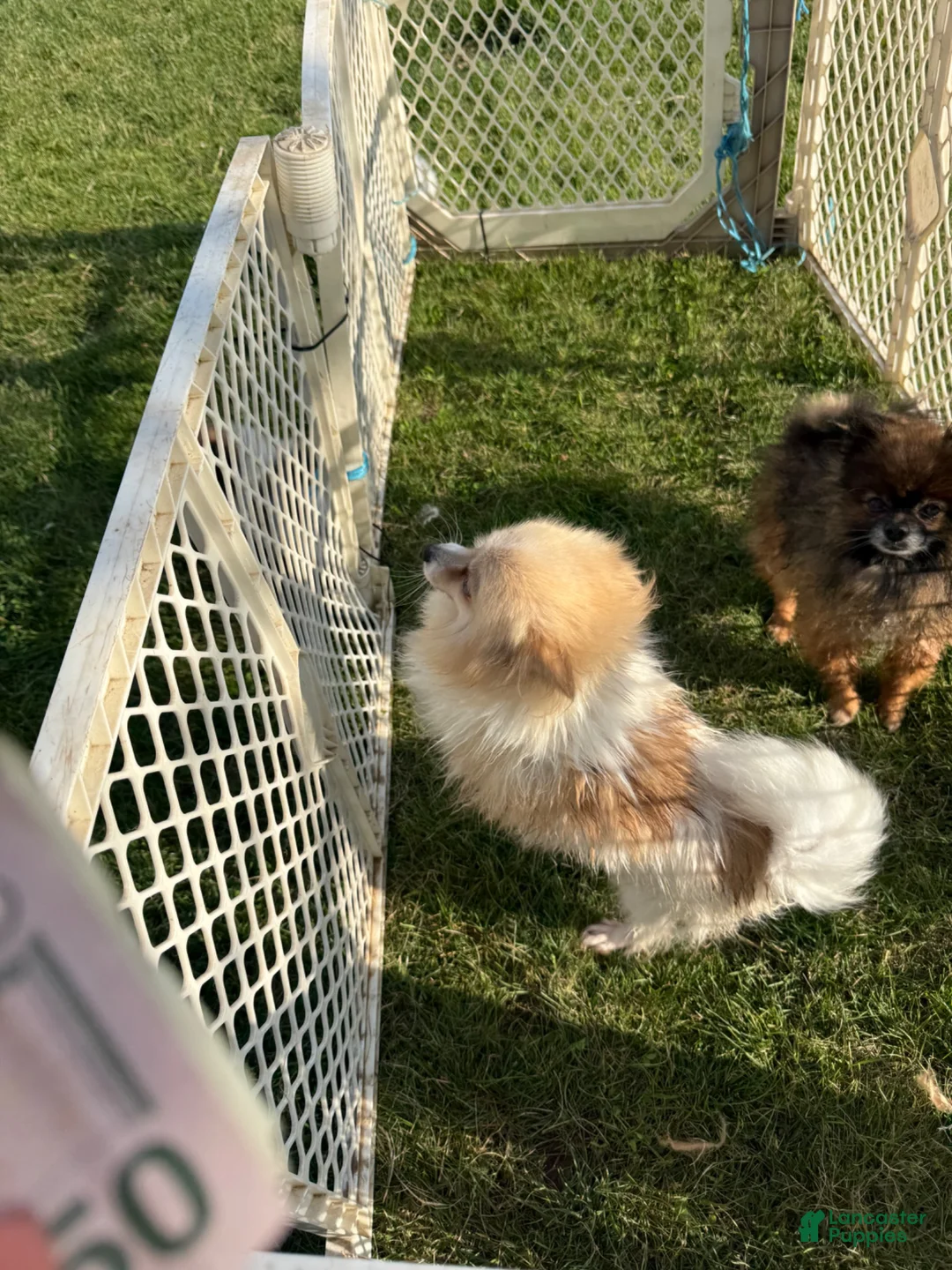 Pomeranian dogs for sale: Bambi - Ad 6