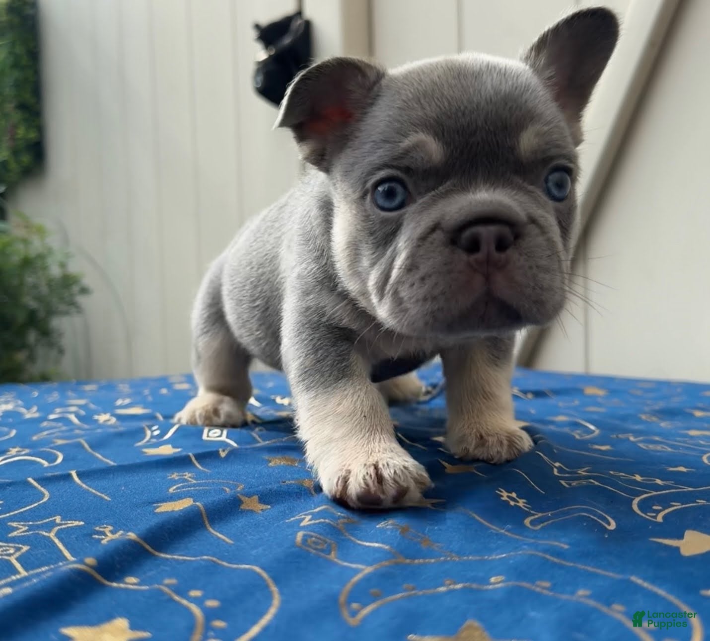 French Bulldog dogs Grey Boy Fluffy Carrier - Ad 2
