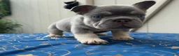 French Bulldog dogs for sale: Grey Boy Fluffy Carrier - Ad 2