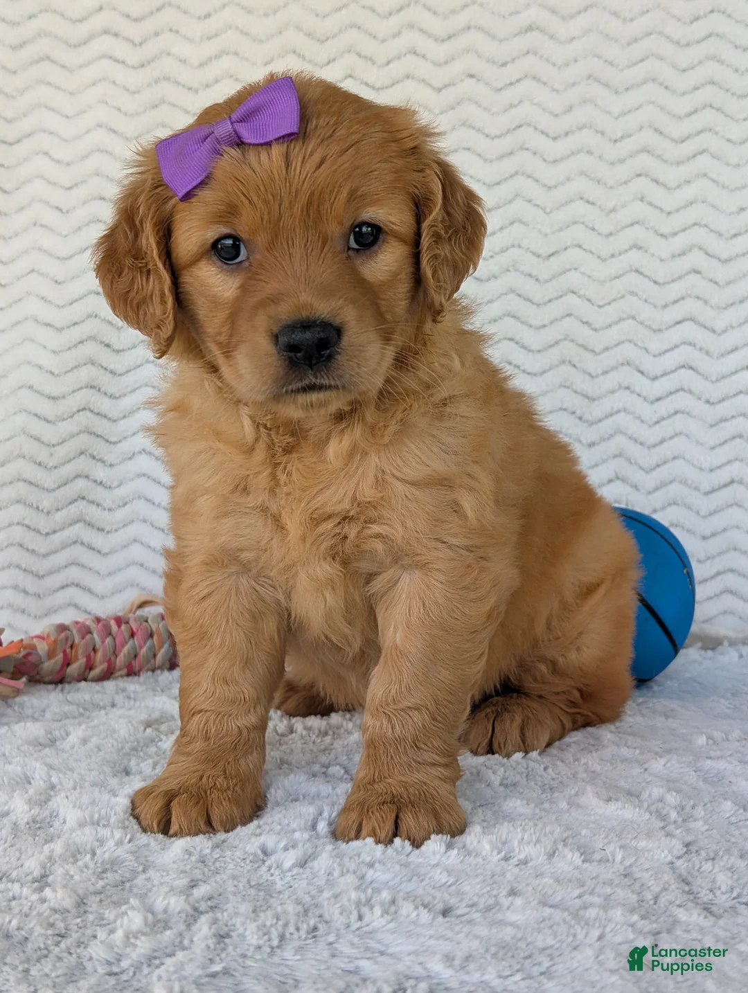 Golden Retriever dogs for sale: Miss Millie  - Ad 25