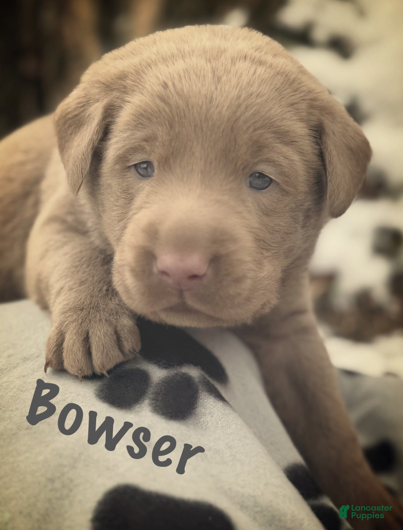 Labrador Retriever dogs Labrador Retriever Puppy 1 - Ad 19