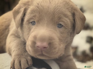 Labrador Retriever dogs Labrador Retriever Puppy 1 - Ad 14
