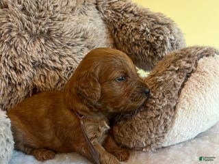 Mini Goldendoodle dogs Java - Ad 1