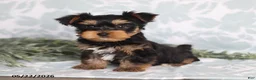 Yorkshire Terrier dogs for sale: Max - Ad 1