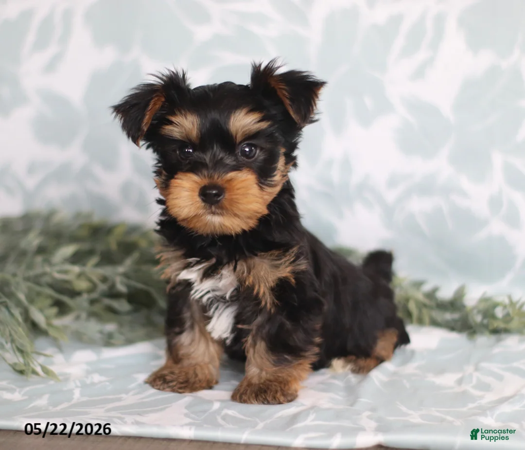 Yorkshire Terrier dogs for sale: Max - Ad 1