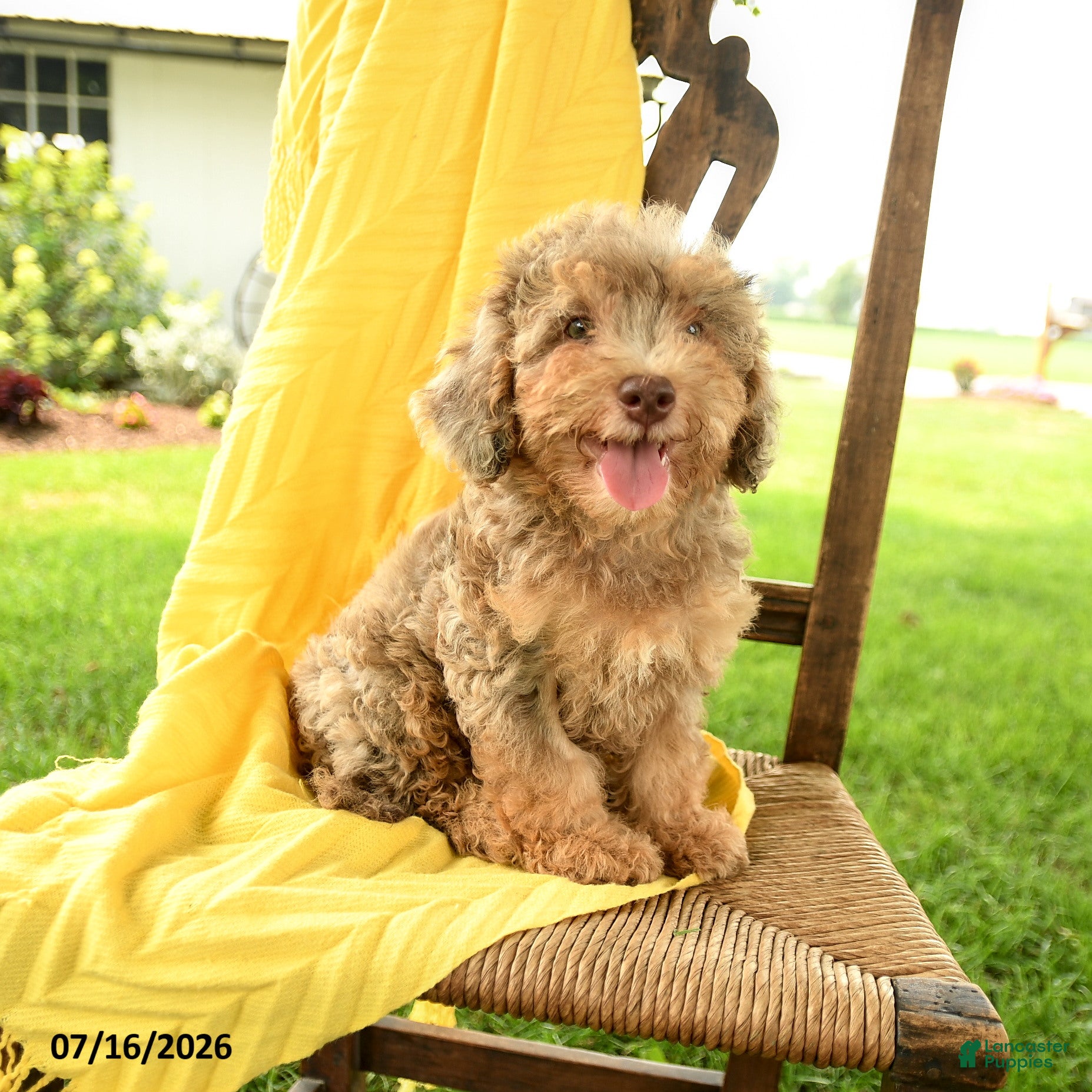 Mini Bernedoodle dogs Chana - Ad 2