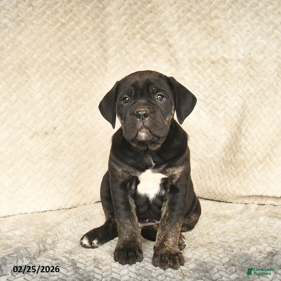 Cane Corso dogs Viola  - Ad 2