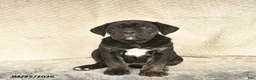 Cane Corso dogs for sale: Viola  - Ad 2