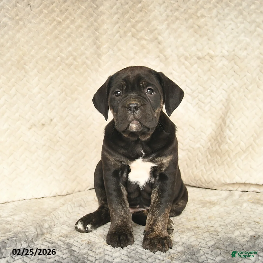 Cane Corso dogs for sale: Viola  - Ad 2