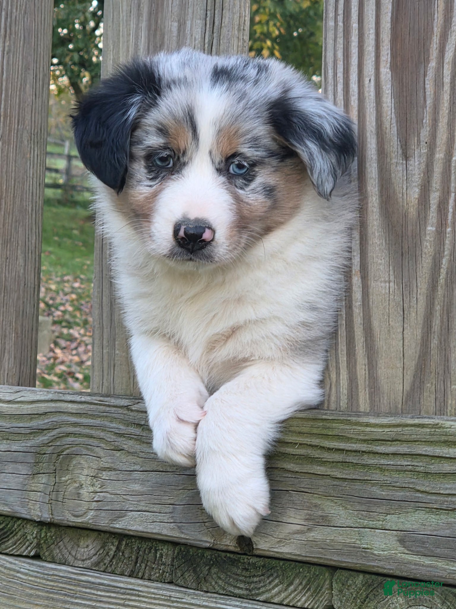 Australian Shepherd dogs for sale: Theo - Ad 19