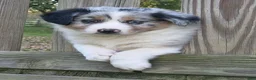 Australian Shepherd dogs for sale: Theo - Ad 1