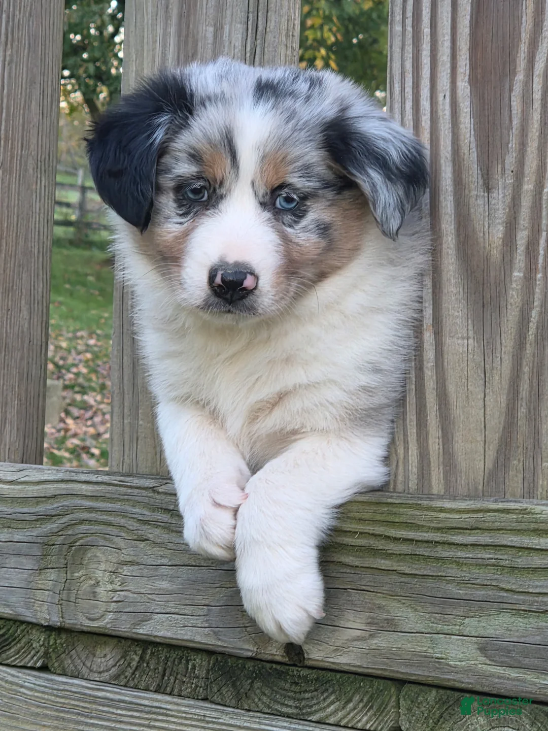 Australian Shepherd dogs for sale: Theo - Ad 1