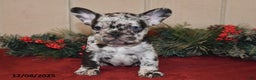 French Bulldog dogs for sale: Rowdy - Ad 2