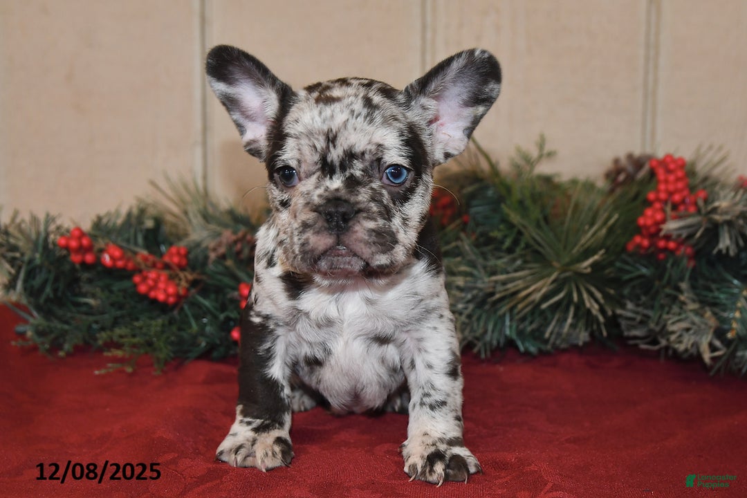 French Bulldog dogs for sale: Rowdy - Ad 2
