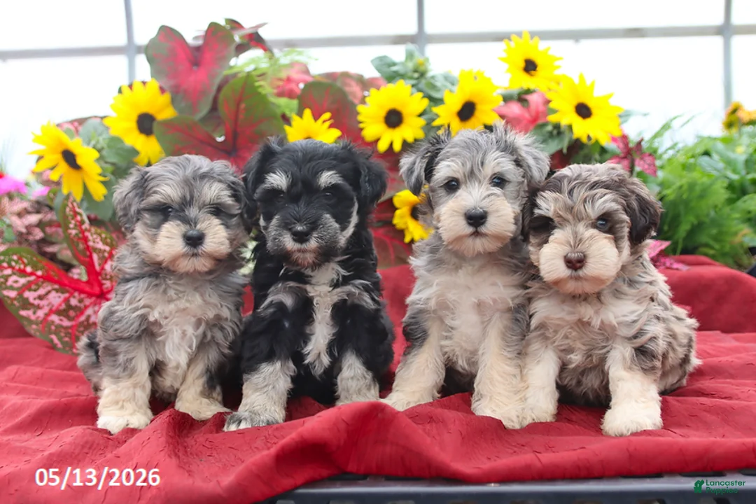 Miniature Schnauzer dogs for sale: Graham - Ad 5