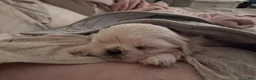 Pekingese dogs for sale: BENTLEY  - Ad 2