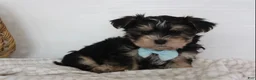 Morkie dogs for sale: Milo - Ad 3