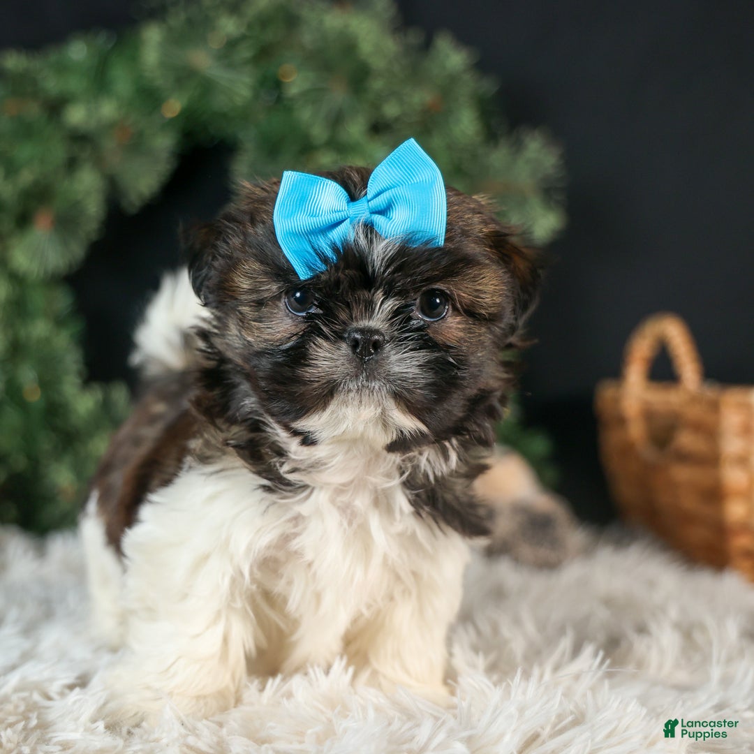Shih Tzu dogs for sale: ROSCOE - Ad 8