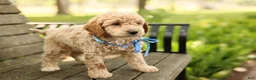 Mini Goldendoodle dogs for sale: Paddington - Ad 3
