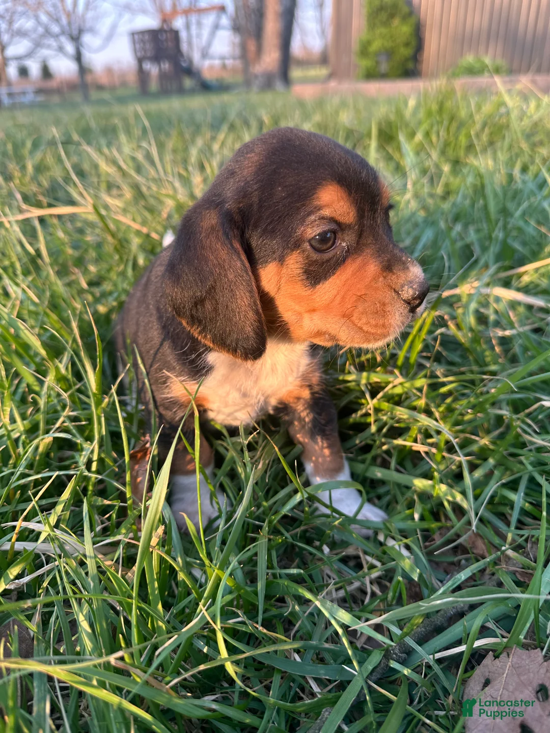 Beagle dogs for sale: Rosebud - Ad 1