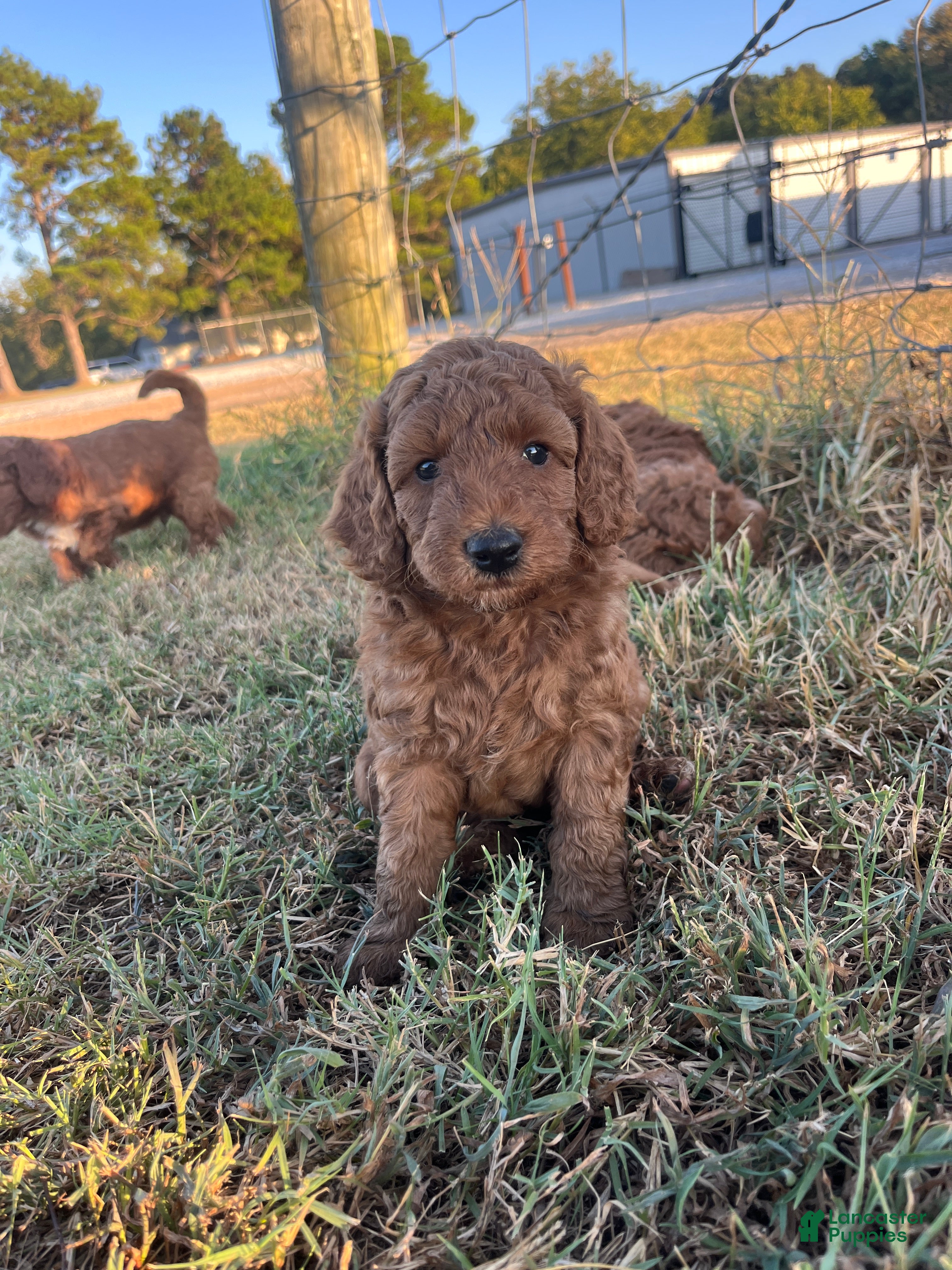 Goldendoodle dogs Ollie Medium-sized F1BB - Ad 1