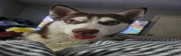 Siberian Husky dogs for sale: Siberian Husky Puppy 2 - Ad 12
