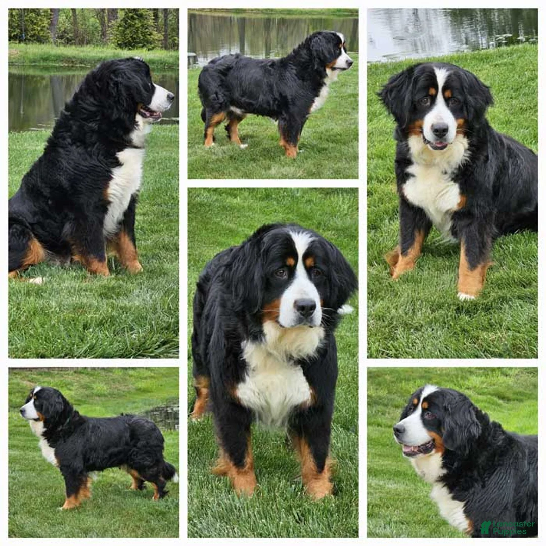 Mini Bernedoodle dogs for sale: Bowie - Ad 5