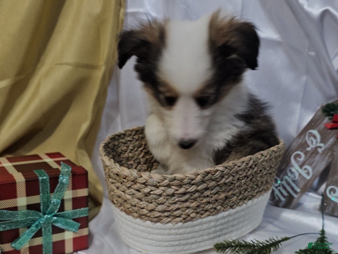 Shetland Sheepdog dogs for sale: Jingle - Ad 8