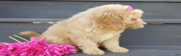 Mini Goldendoodle dogs for sale: Penny (medium) - Ad 5