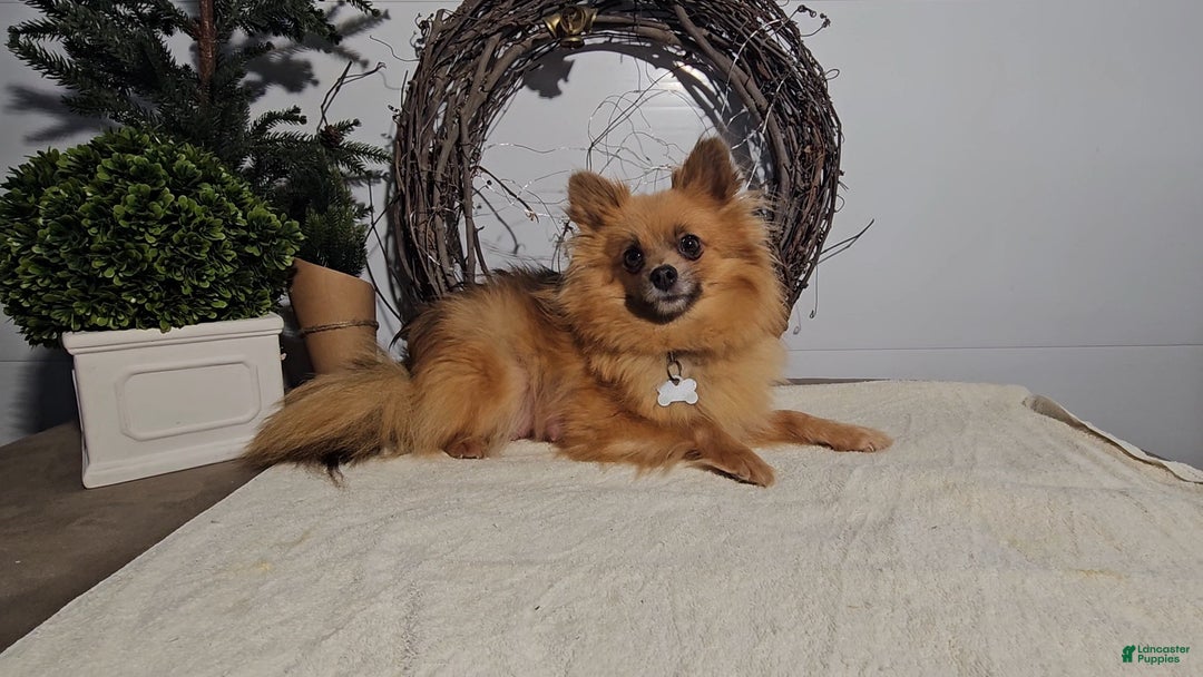 Mixed Breed dogs for sale: Louis - Ad 5