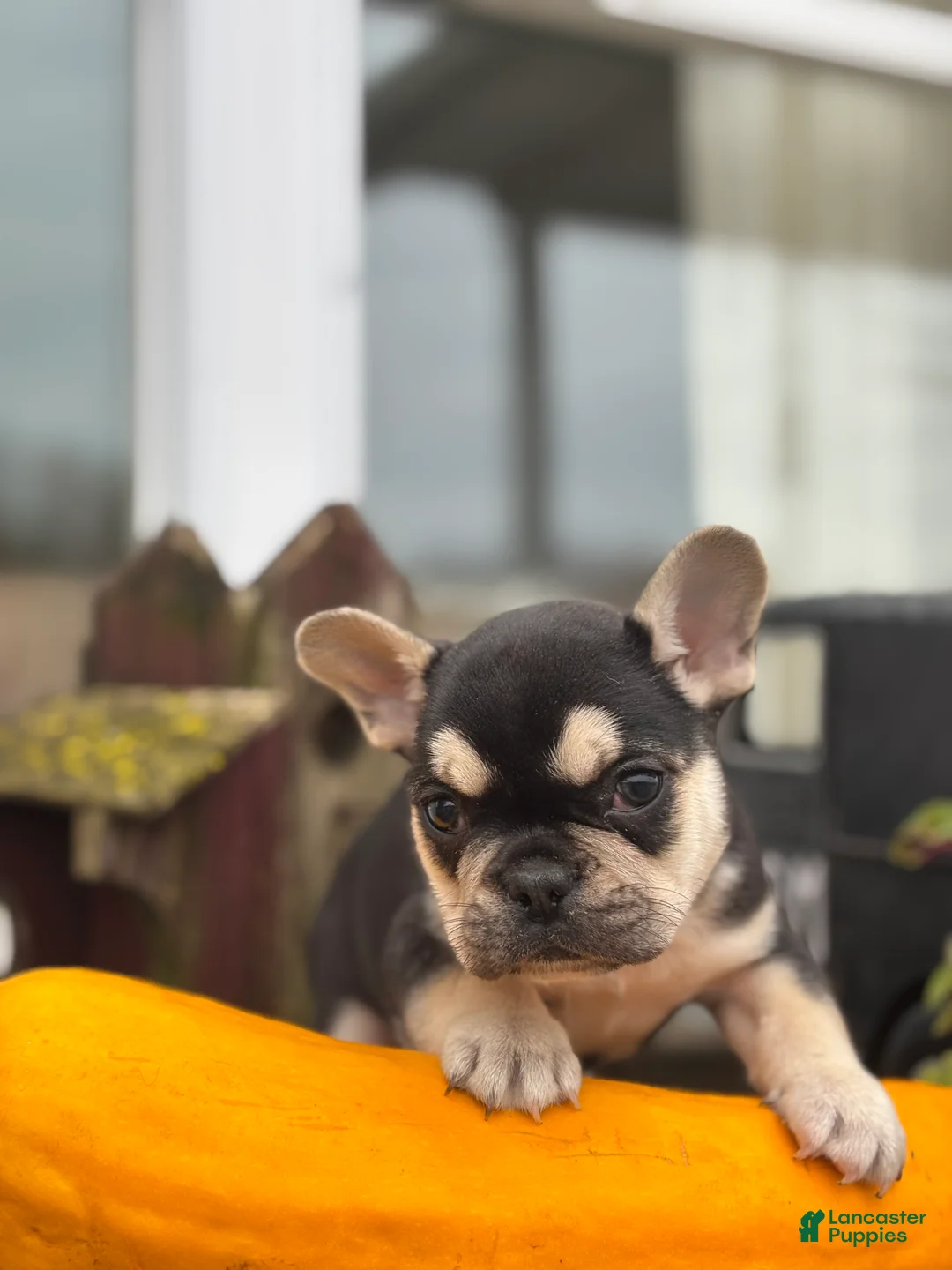 French Bulldog dogs for sale: Blake - Ad 2