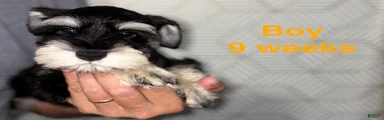 Miniature Schnauzer 1
