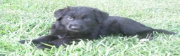 German Shepherd dogs for sale: German Shepherd 7 - Ad 9