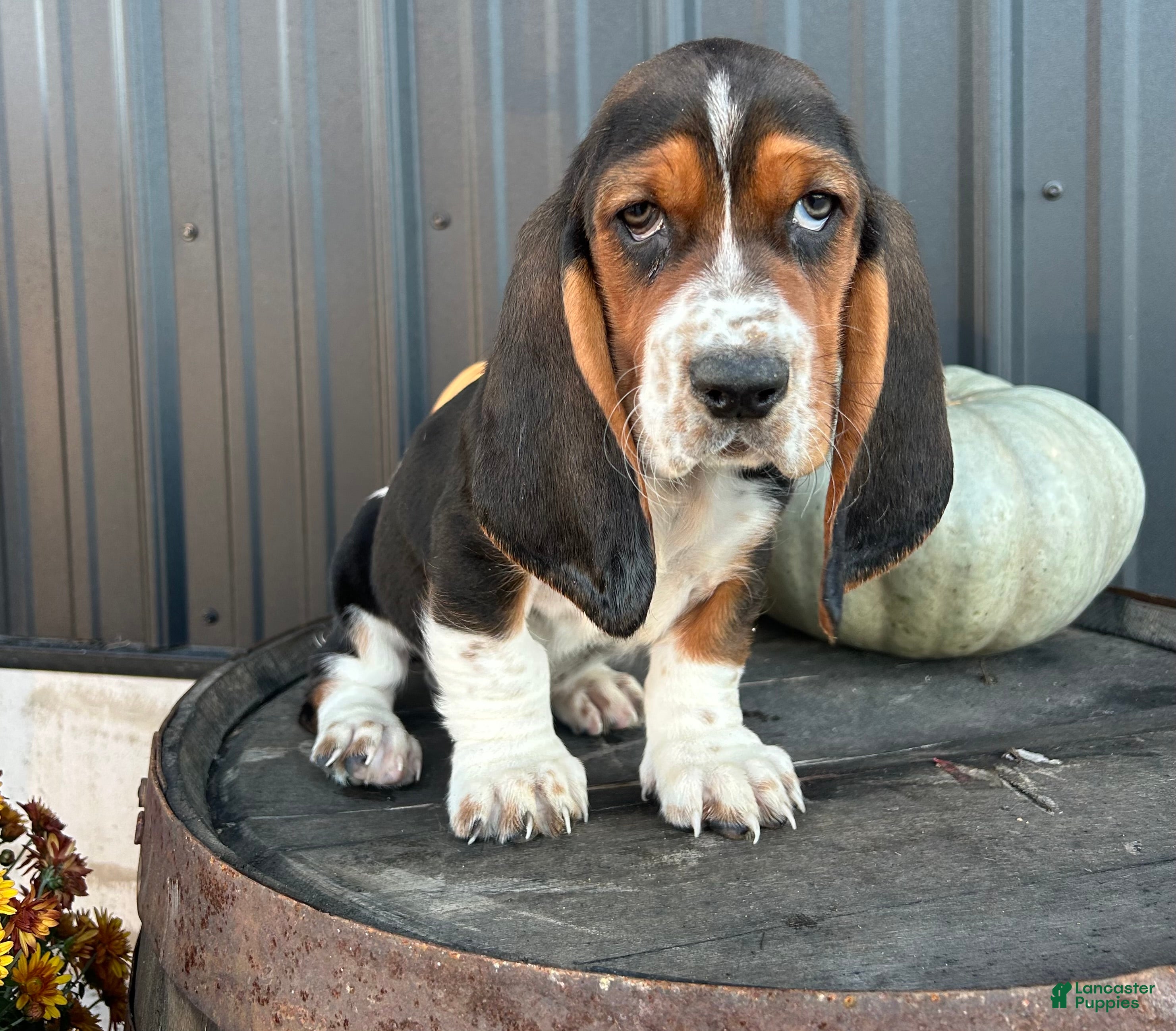 Border Collie Bull Terrier Basset Hound Mix Basset Hound Puppies