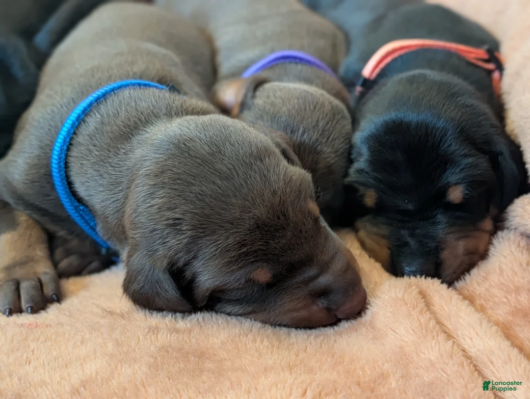 Doberman Pinscher dogs for sale: Black Female orange collar - Ad 2
