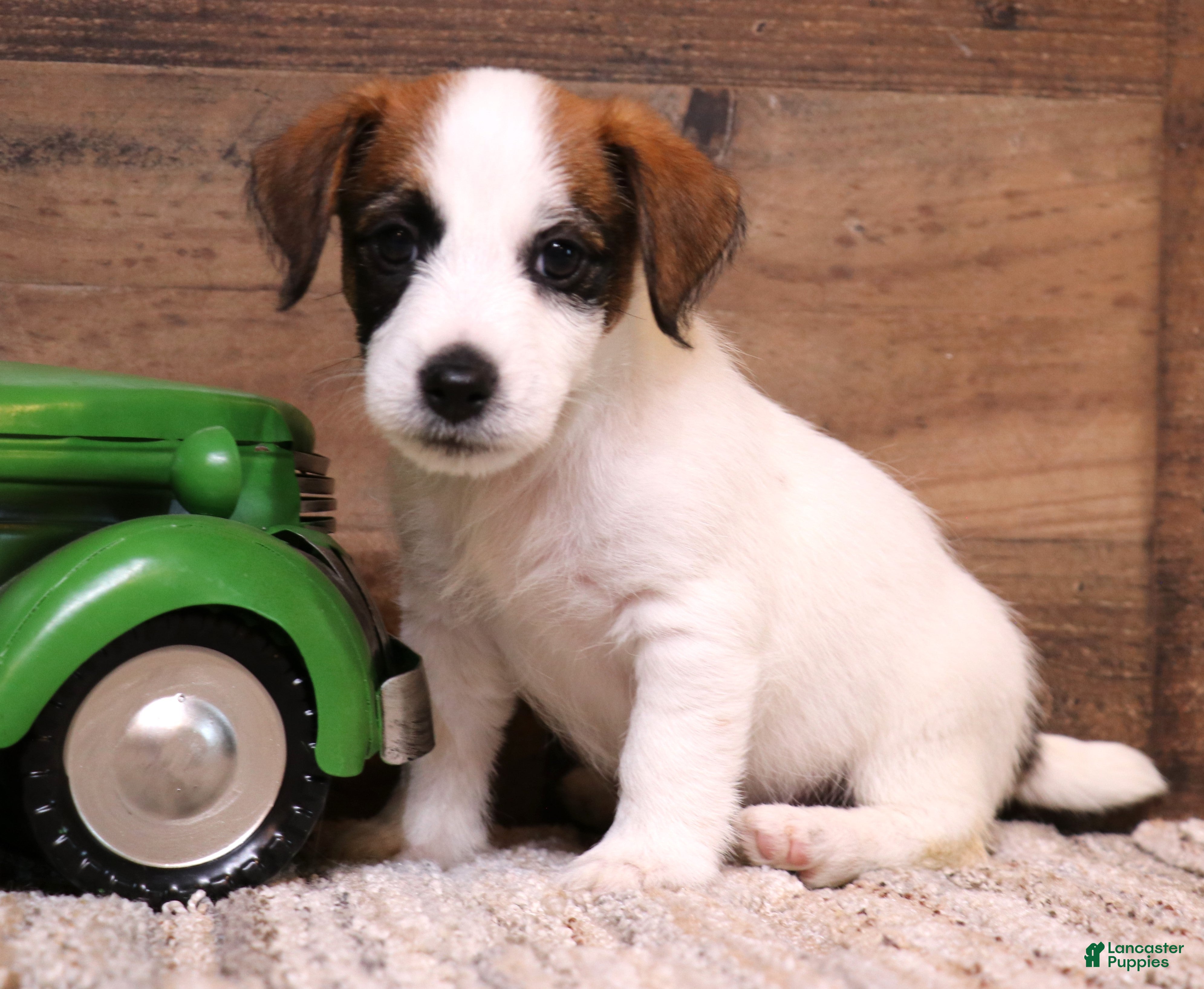 Jack Russell Terrier dogs Stew is white w/ tri markings - Ad 14