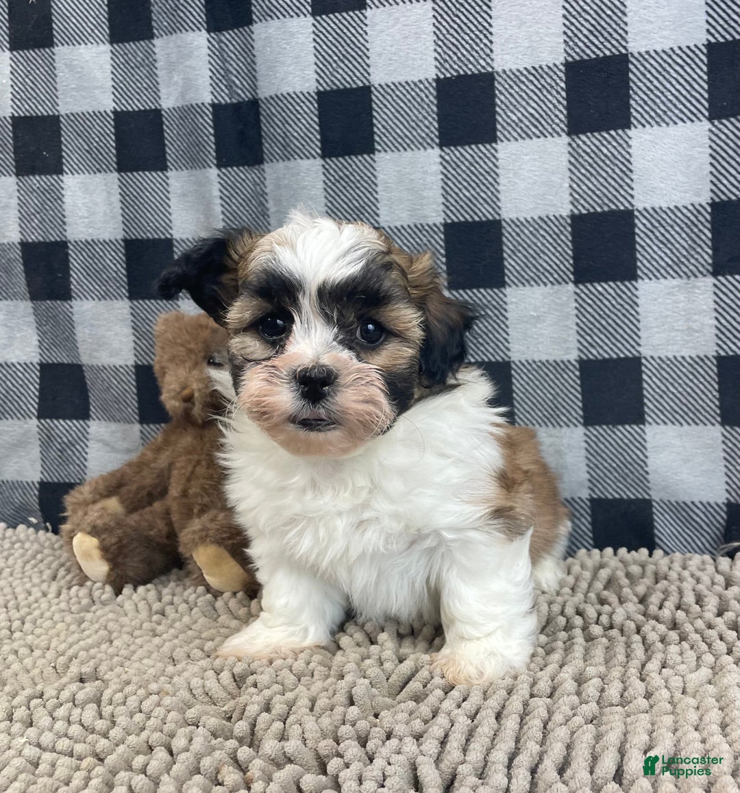 Teddy Bear dogs for sale: Jacob - Ad 3