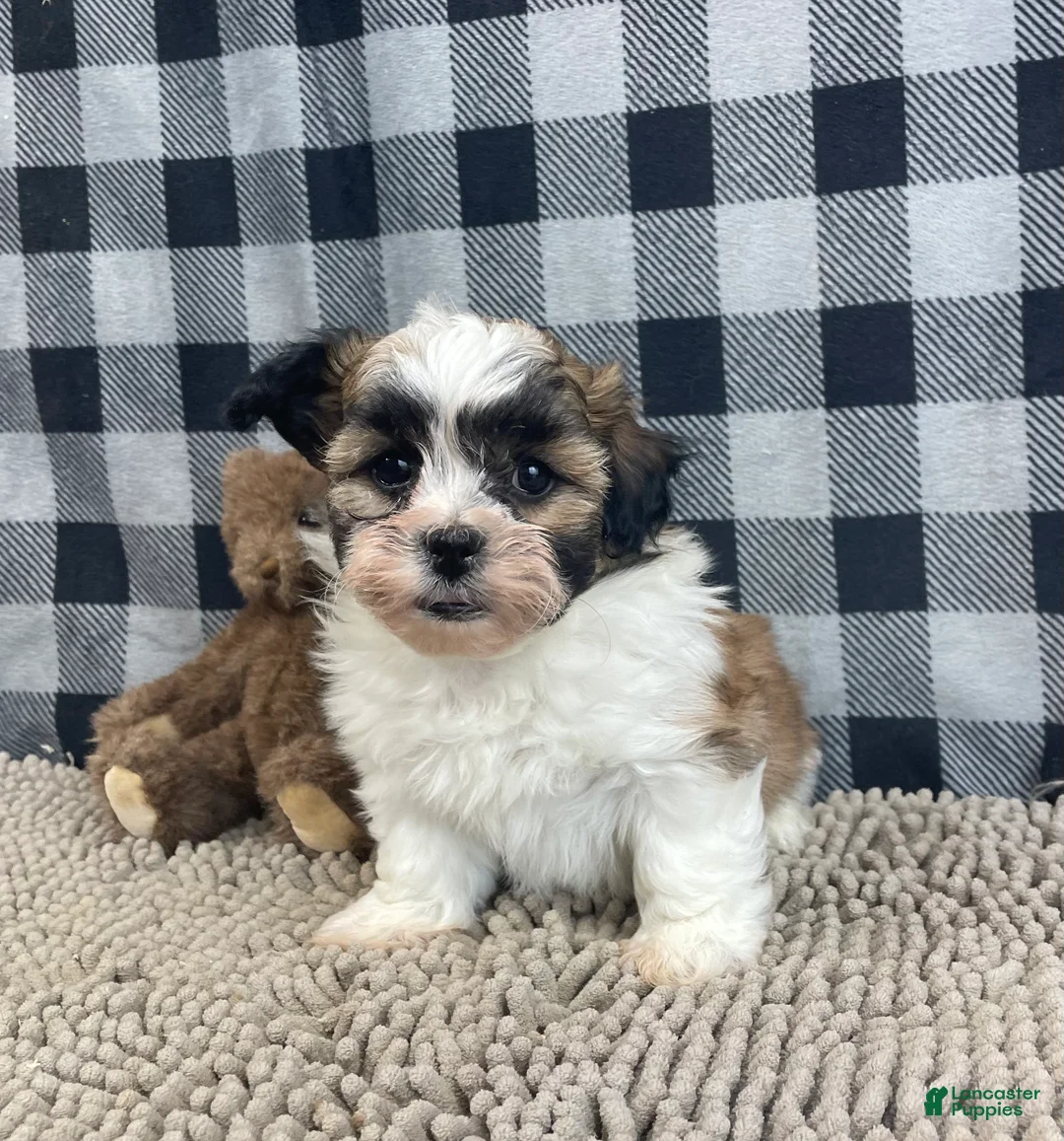 Teddy Bear dogs for sale: Jacob - Ad 3