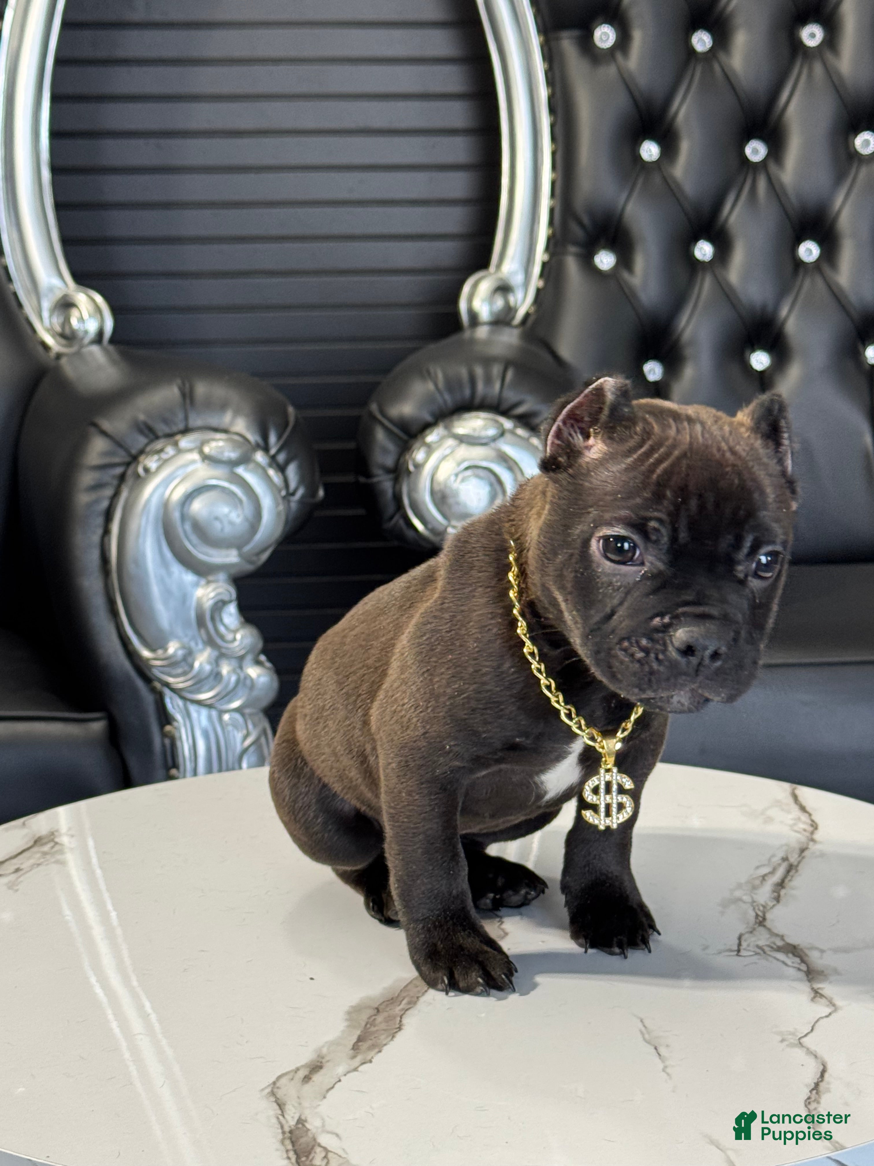 Puppies for sale in Illinois Lancaster Puppies